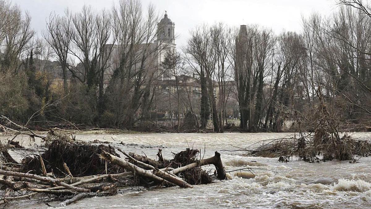 Arbres arrencats al riu Ter durant el temporal «Gloria» .