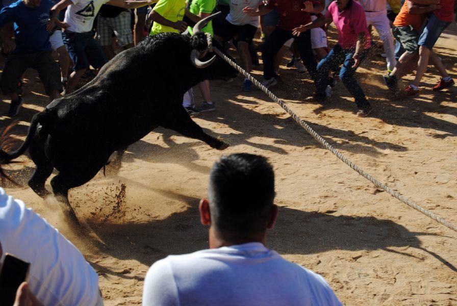 Toro Enmaromado Benavente: "Tapador" se rinde al c