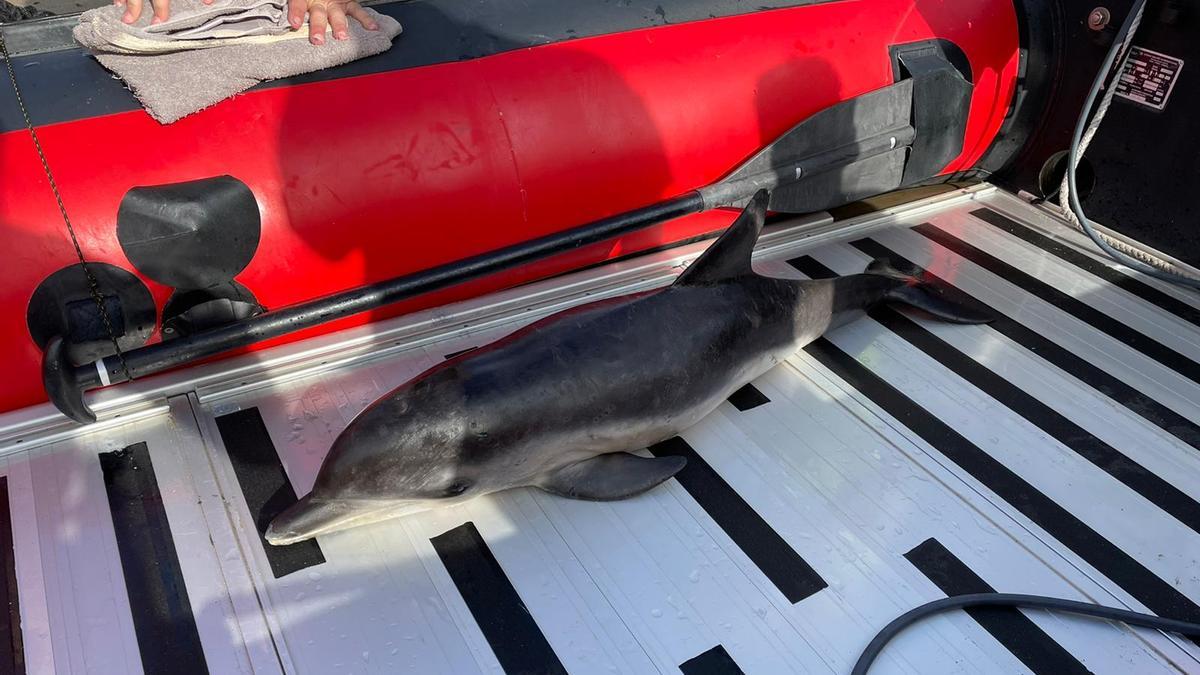 Ejemplar de delfín hallado muerto este viernes en Las Canteras