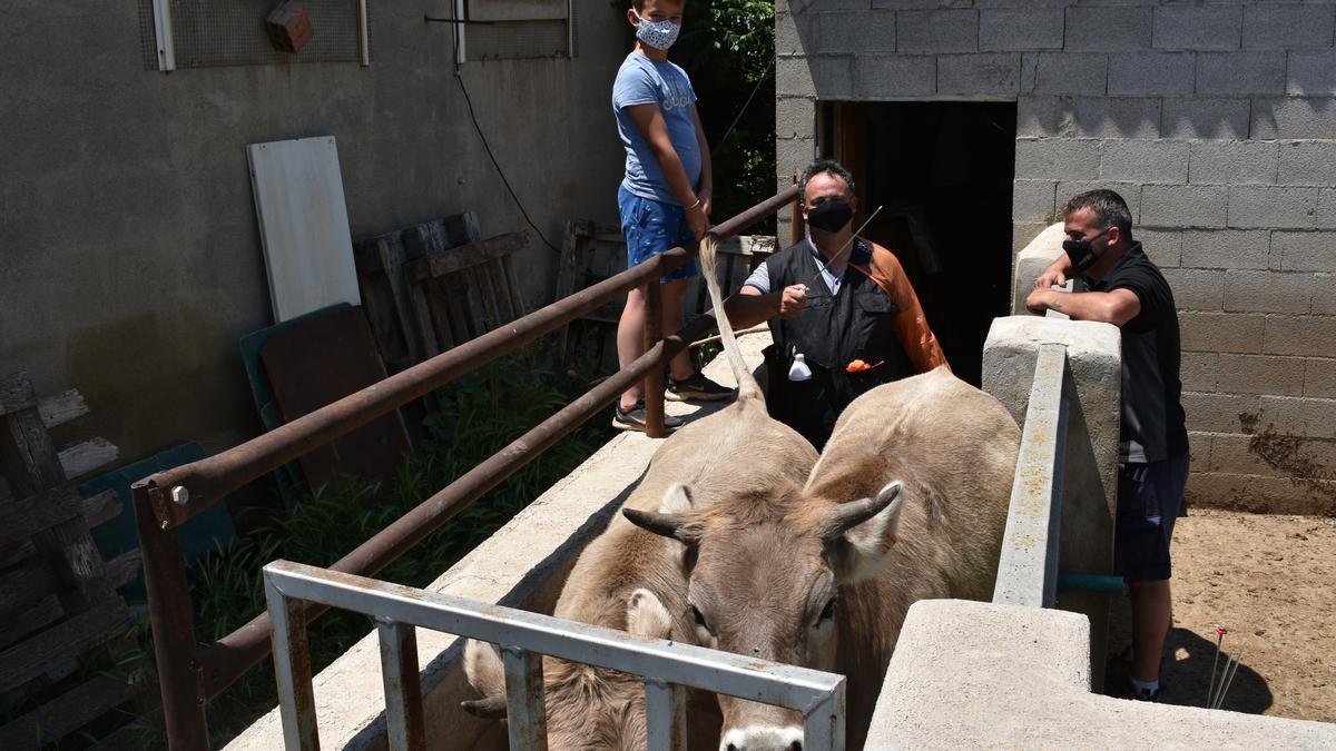 El veterinario Honorio Carceller, junto al ganadero Javier Querol y su hijo Ander.