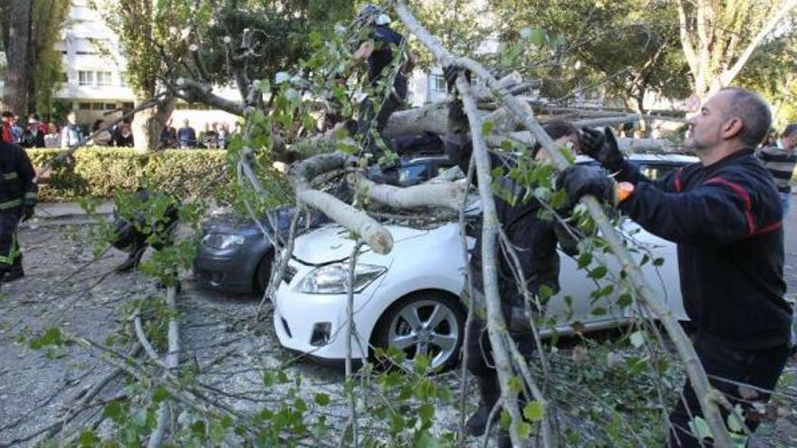 Dos heridos al desplomarse un chopo sobre dos coches en la avenida de Castelao en Vigo