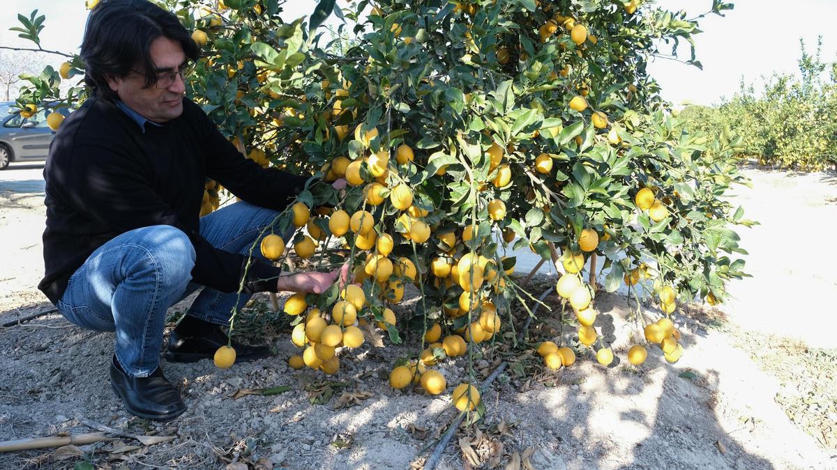 José Vicente Abdreu junto a un árbol cargado de limones.