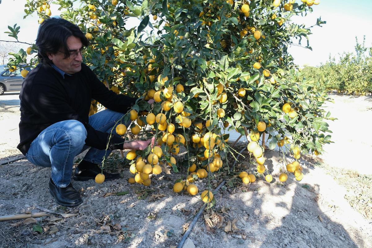 José Vicente Abdreu junto a un árbol cargado de limones.