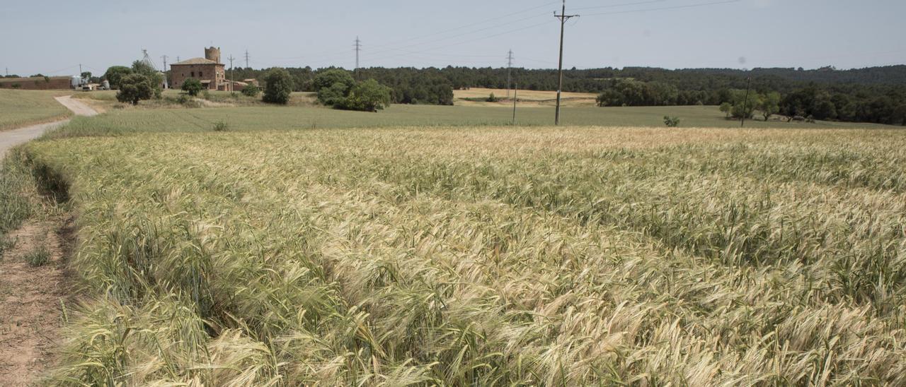 Camps de cereals enrossits a la zona de Fonollosa | OSCAR BAYONA