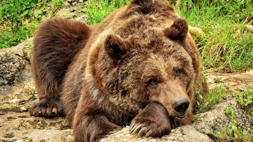 Muere una hembra de oso pardo por un disparo durante una cacería