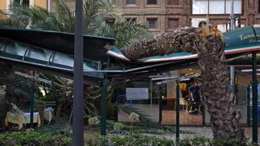 La palmera que cayó el domingo pasado en una terraza.