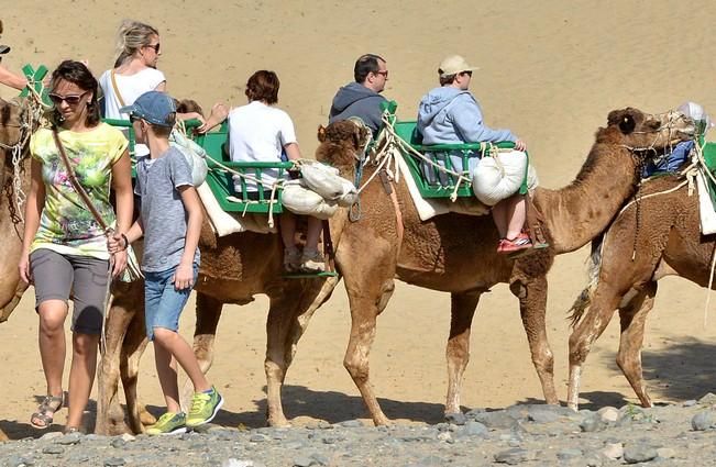 CAMELLOS DUNAS MASPALOMAS