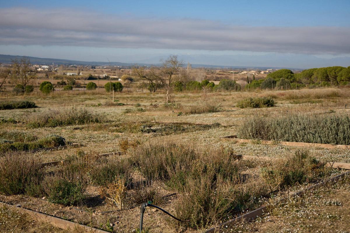 El terreny de conreu del Camp de les Aromes, dividit en diferents parcel·les.