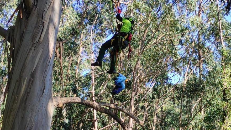 Momento de la bajada del pájaro por el árbol.