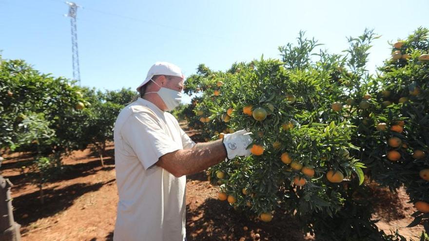 Las plagas generan 62 millones de pérdidas al campo de Castellón