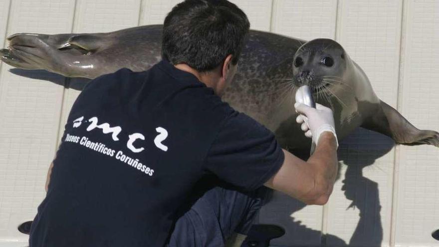 Un trabajador del acuario alimenta a una foca.