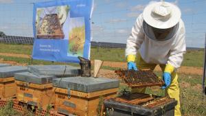 El 75% de los cultivos mundiales dependen de la polinización de los insectos.