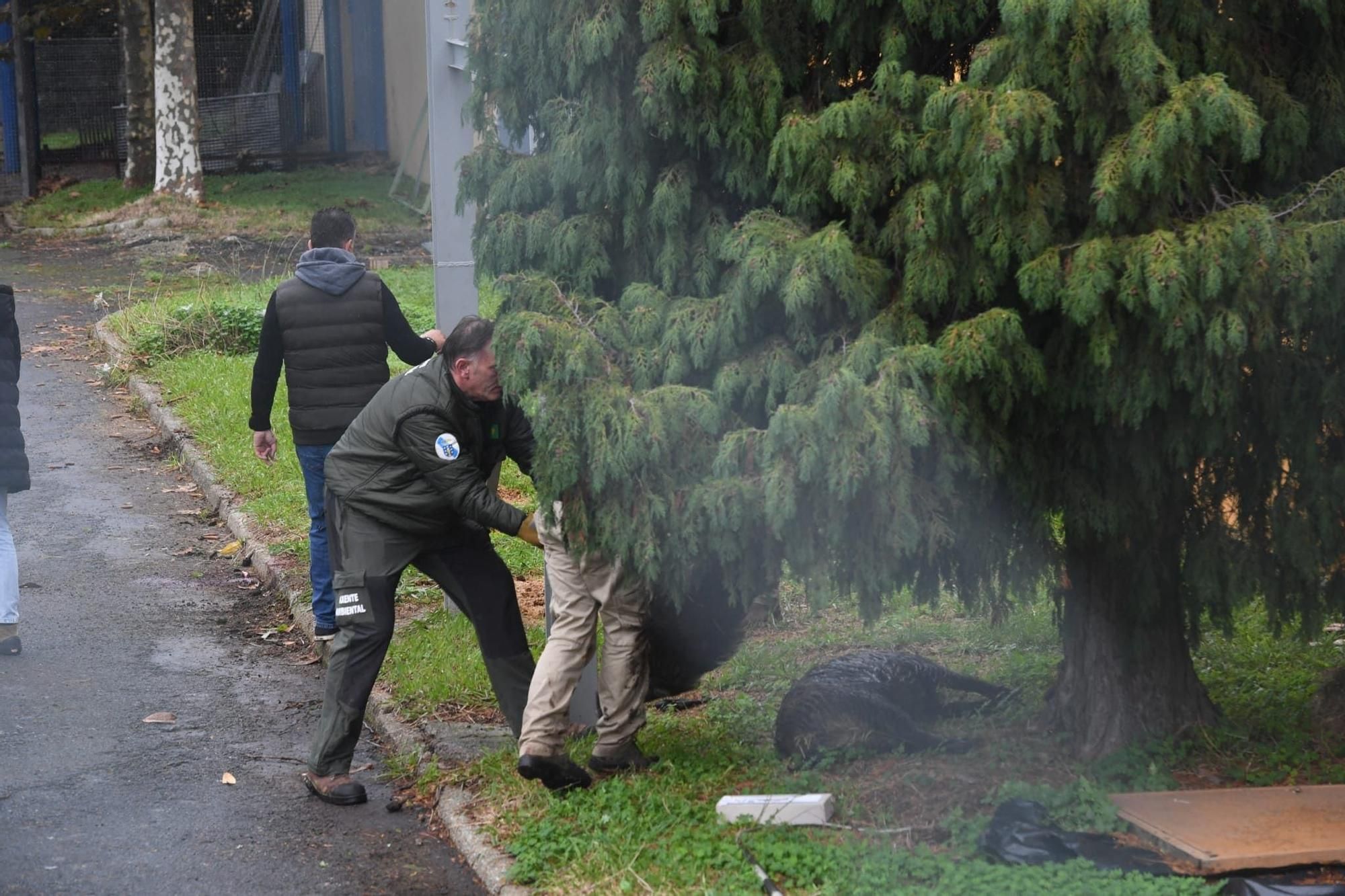 Cazados tres jabalíes en un instituto de A Coruña