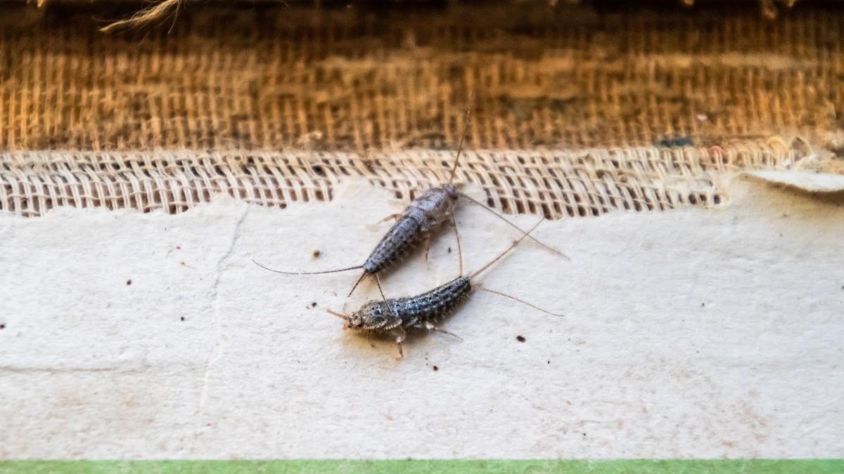 Los pececillos de plata forman parte de la fauna habitual en los hogares.