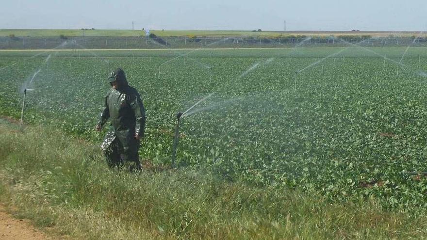 Un agricultor durante labores de riego en una finca del municipio.