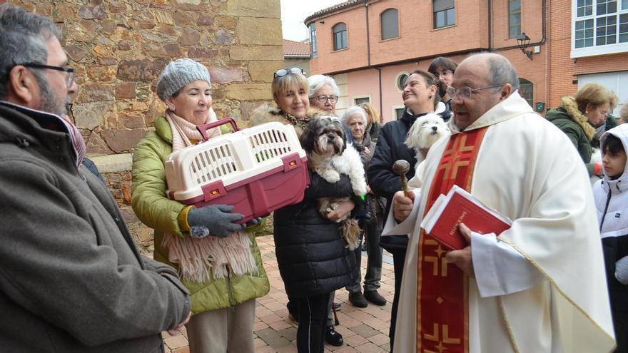 Cachorros y mascotas, protagonistas de San Antón en Santa Cristina