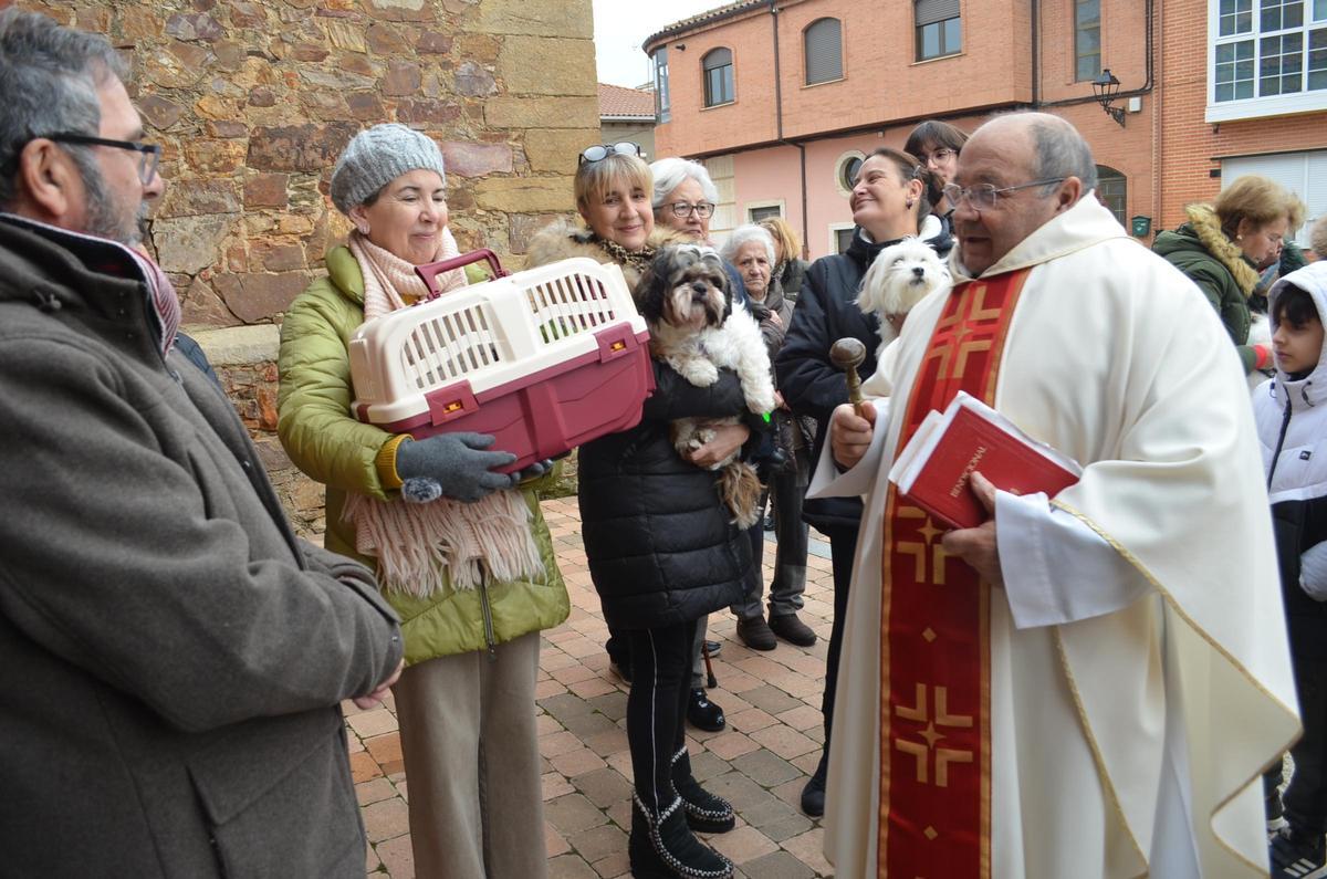 Fiesta de San Antón, en Santa Cristina
