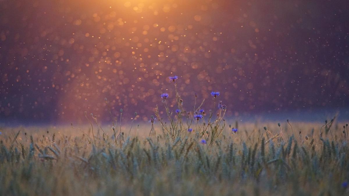 Nube de quironómidos a contraluz, se pueden ver agrupaciones de insectos como esta a todas horas del día