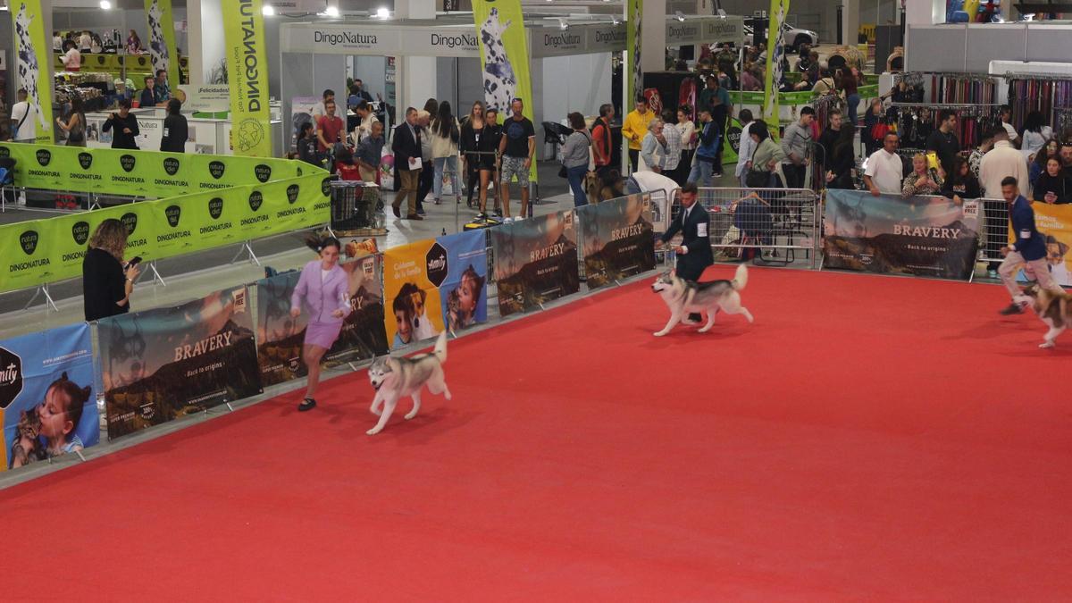 La Exposición Canina y el Salón de la Mascota 2024, celebrados en Ifepa, es el mayor encuentro de animales que se hace anualmente en la Región.
