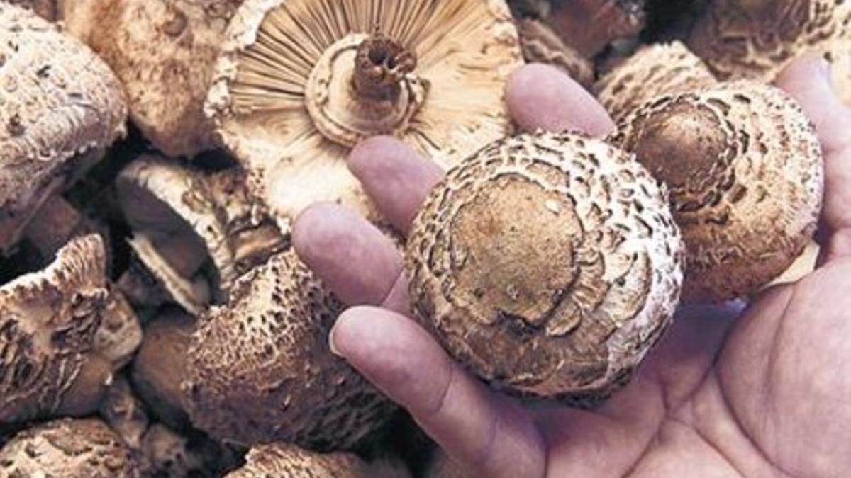 Los 'apagallums', o macrolepiota procera, en La Boqueria.