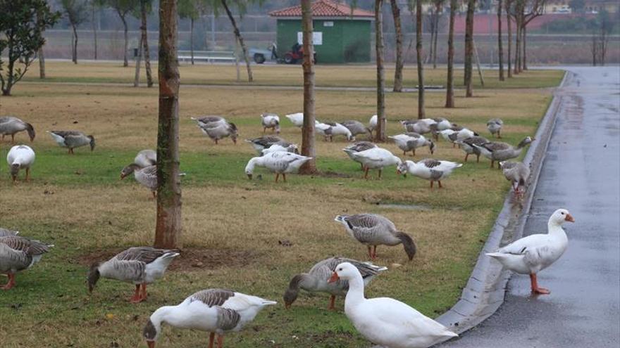 SEO Birdlife alerta de «graves amenazas» a la ZEPA del azud