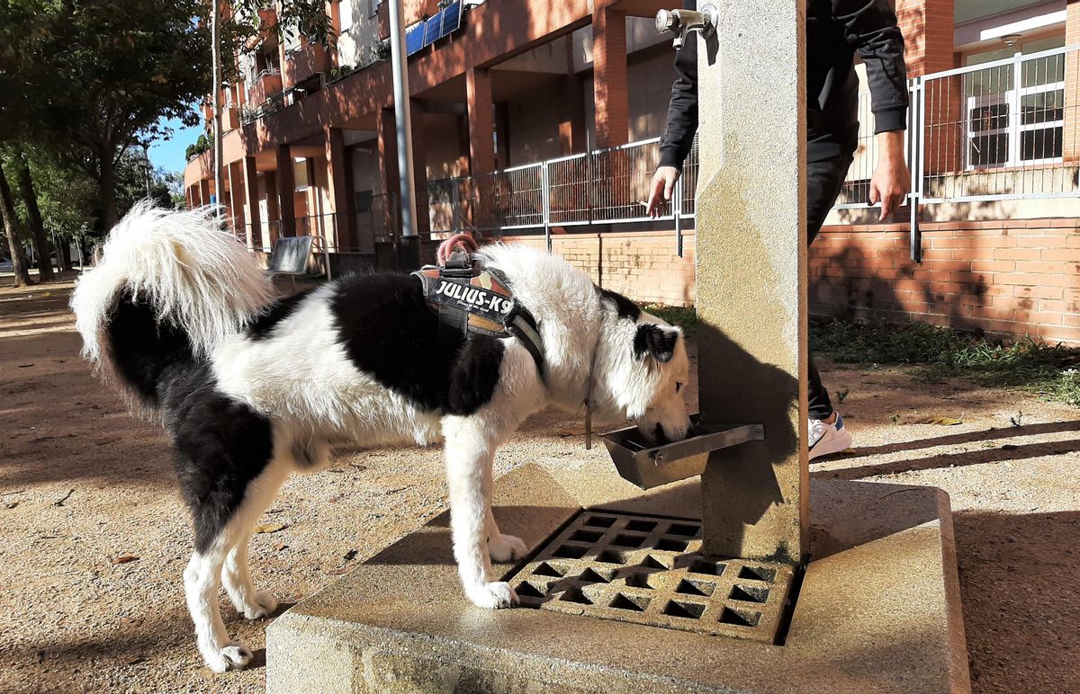 Mollet del Vallès instal·la abeuradors per a gossos en tres fonts del municipi