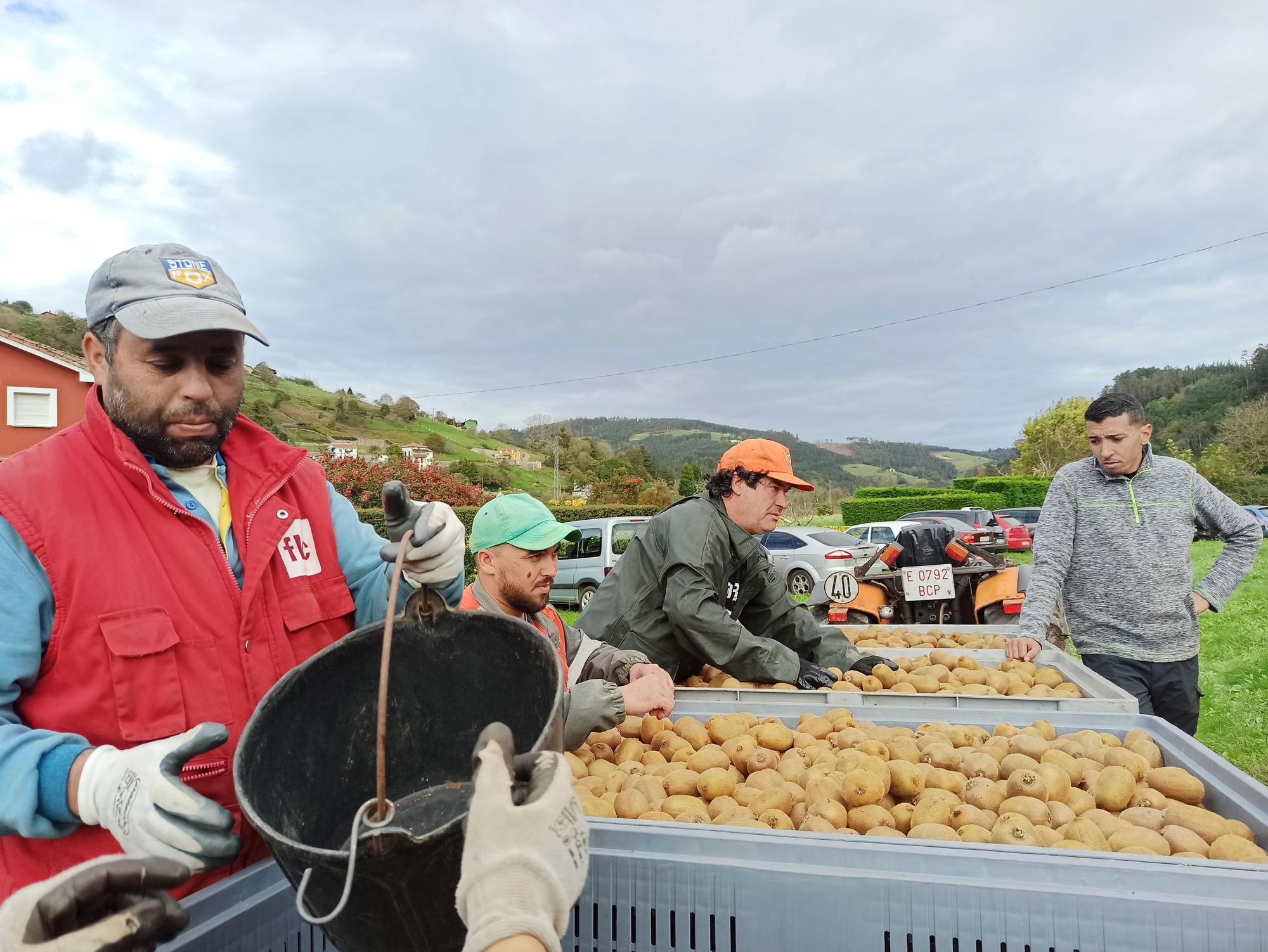 EN IMÁGENES: Inicio de la cosecha de kiwis en Pravia