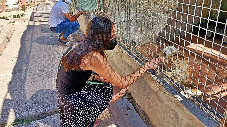 &quot;Venía gente a adoptar un perro solo para poder salir a la calle&quot;