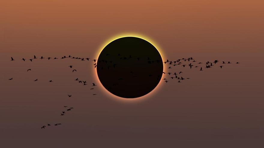 ¿Qué les ocurre a los animales durante un eclipse solar?