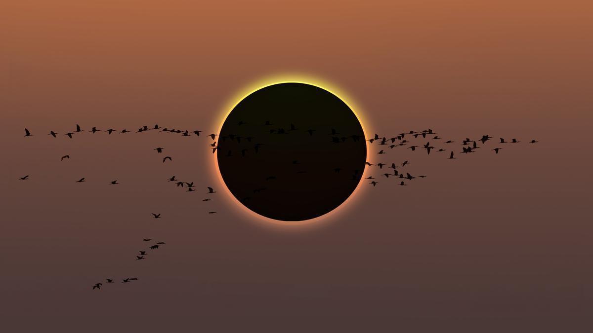 ECLIPSE SOLAR | ¿Qué les ocurre a los animales durante un eclipse solar?