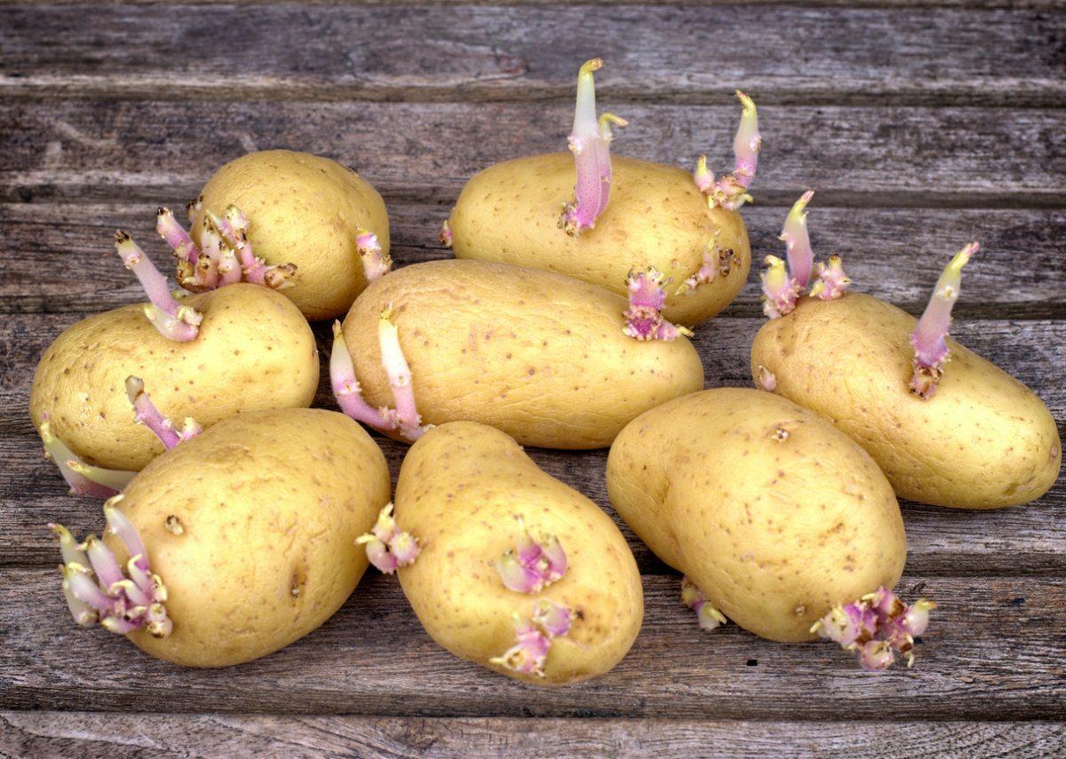 Patatas germinadas
