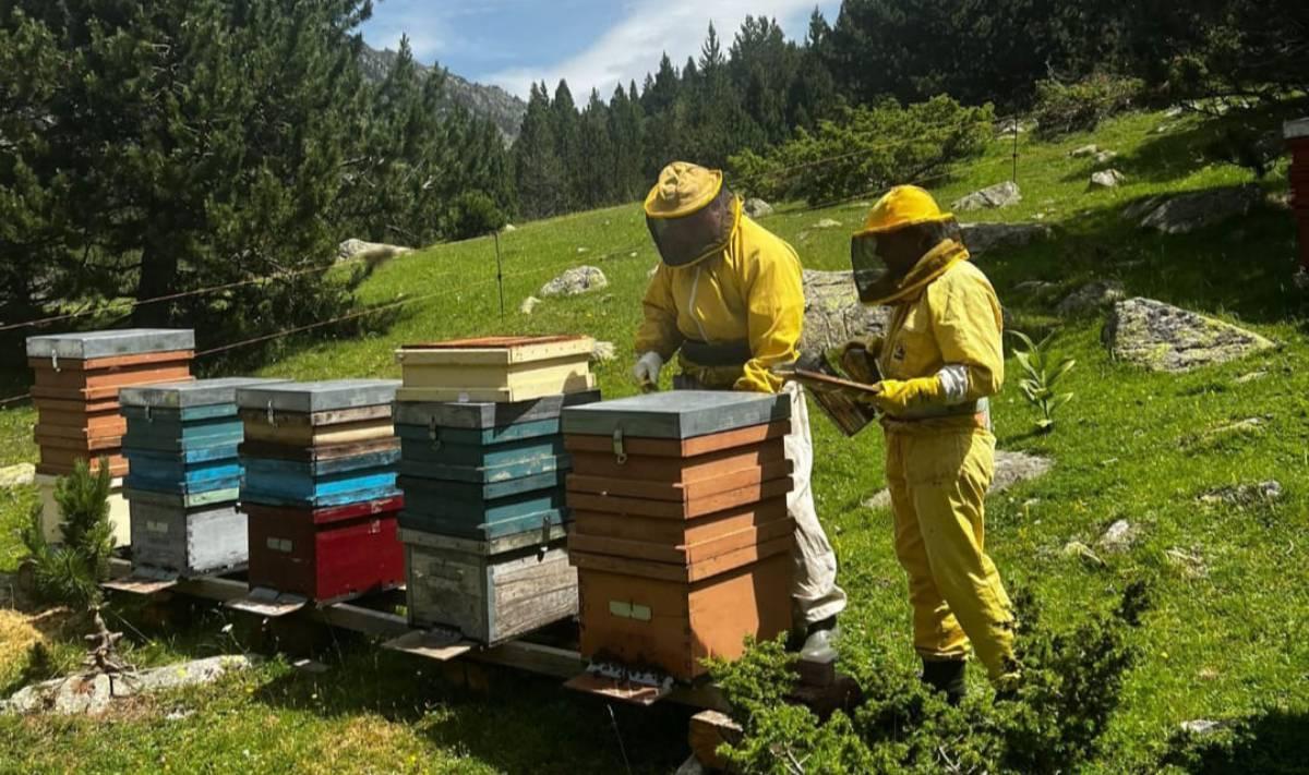 Treball en un dels abellars d'alta muntanya, a 2.040 metres d'altitud, on es produeix la Mel de Neret