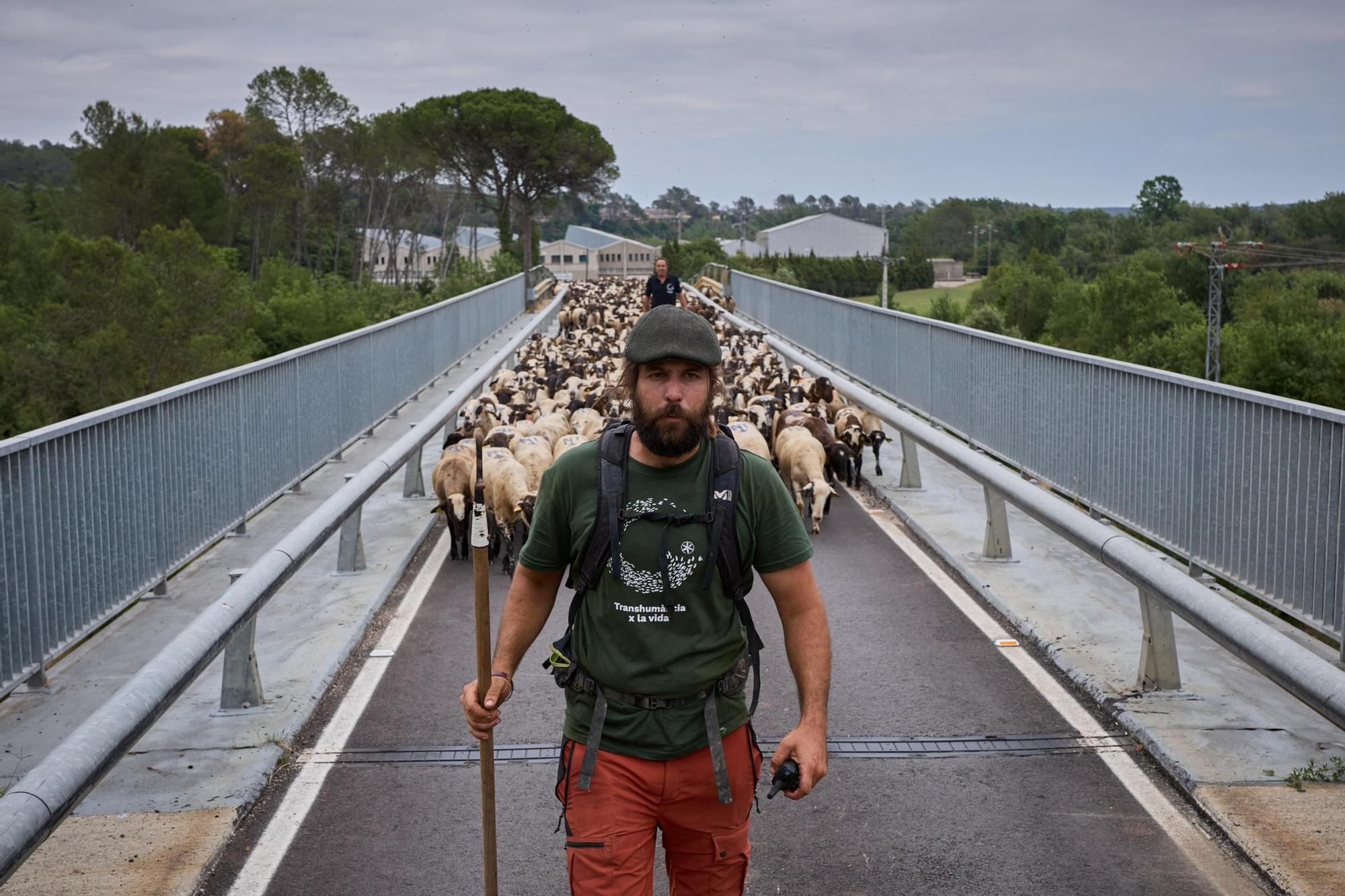 Les fotos de la transhumància del ramat d'ovelles d'Arnau Rubio a Crespià