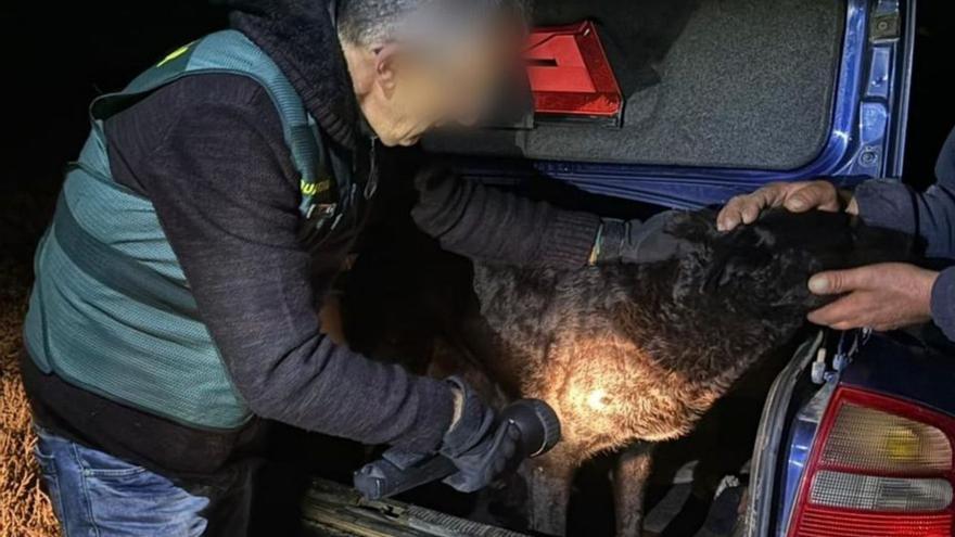 Ya se conoce el destino de los perros que atacaron a la joven en Roales