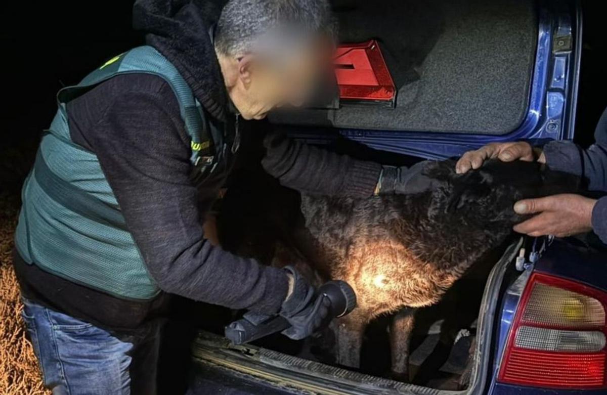 Un guardia civil toma muestras de uno de los perros del pastor de La Hiniesta que atacó a la joven de Roales. | Guardia Civil