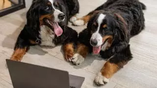 Los perros tendrán que "jubilarse", según la Ley de Protección Animal