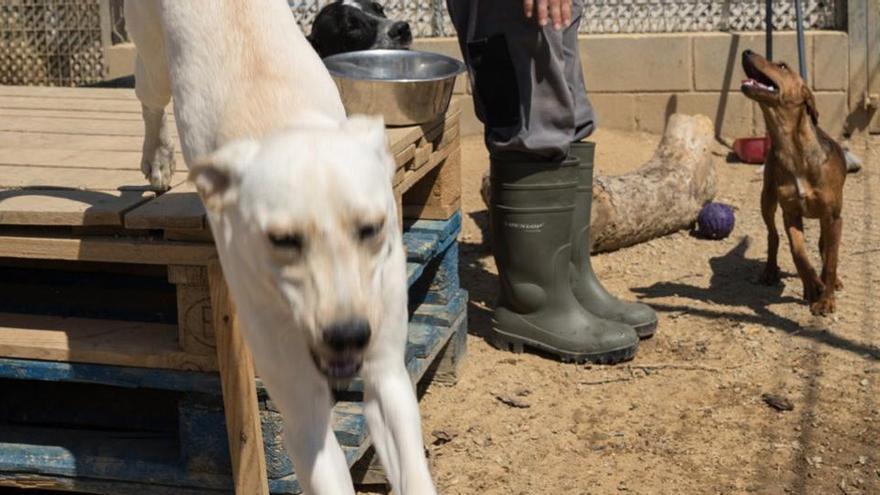 Una residència canina haurà de pagar 2.500 euros per la mort d&#039;un gos