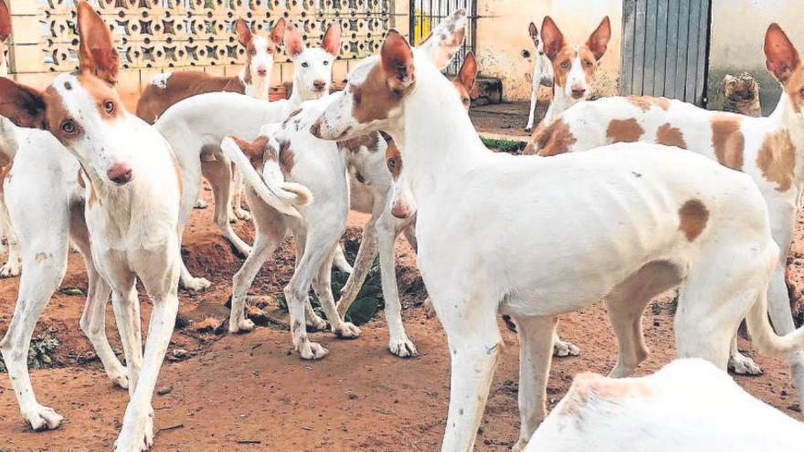 Los perros necesitan un lugar al aire libre donde correr durante la época de veda