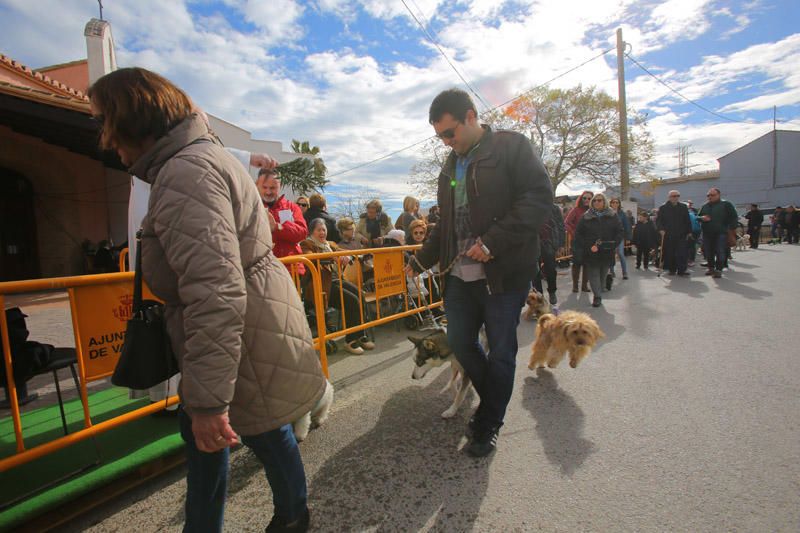 Benidición de animales en la Ermita de Vera y en la Punta