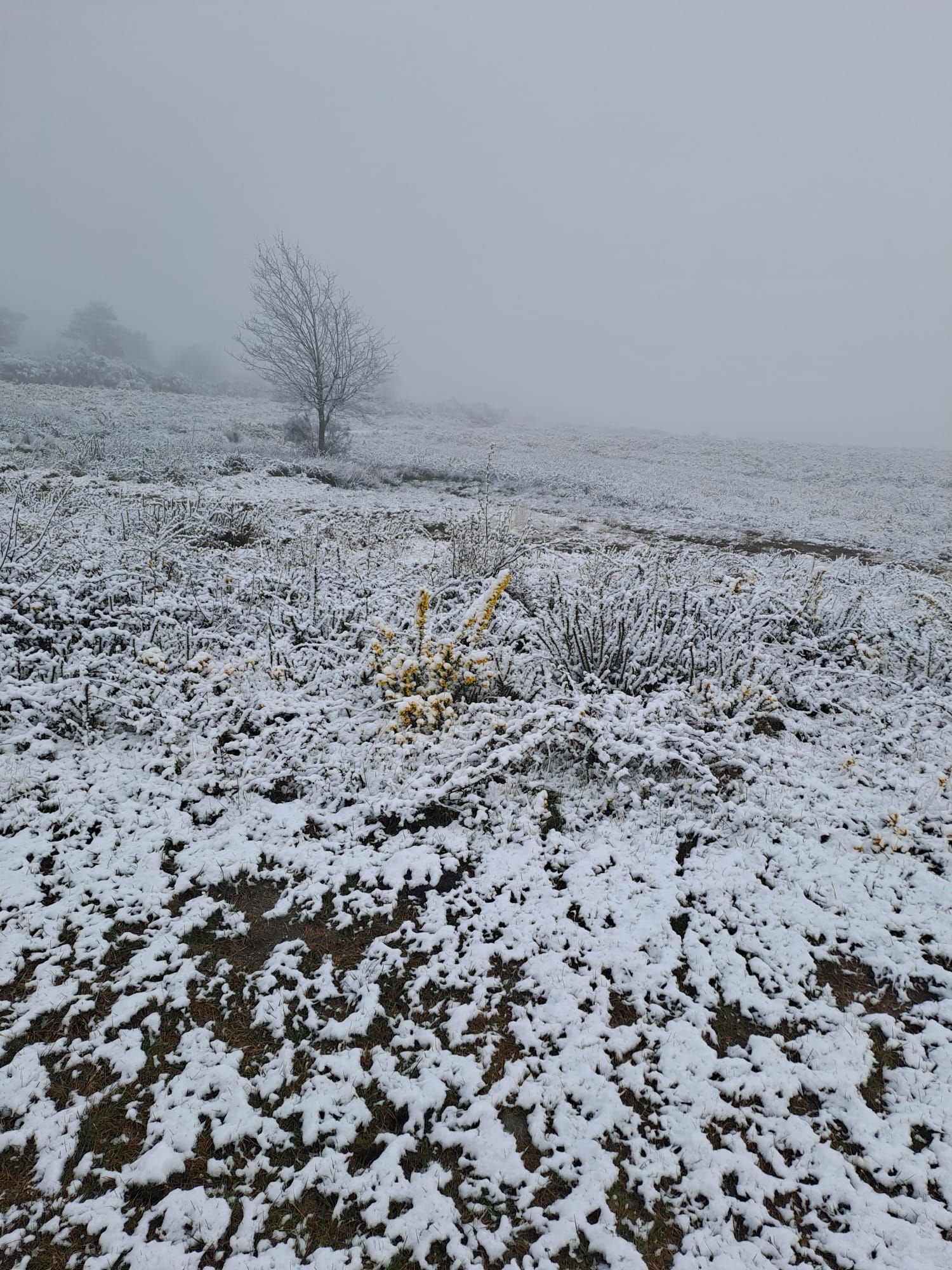 Nevada en el interior de Pontevedra