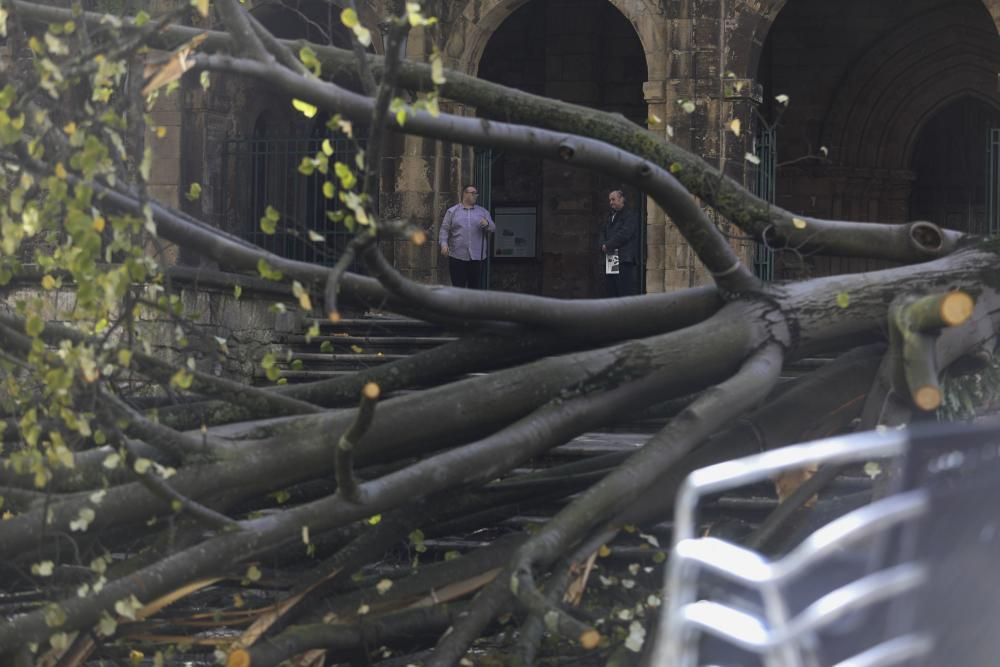 Daños del temporal en Avilés.