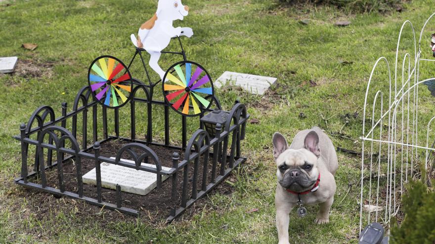Funerales y velatorios para perros y gatos, la forma de despedir a las mascotas en Colombia
