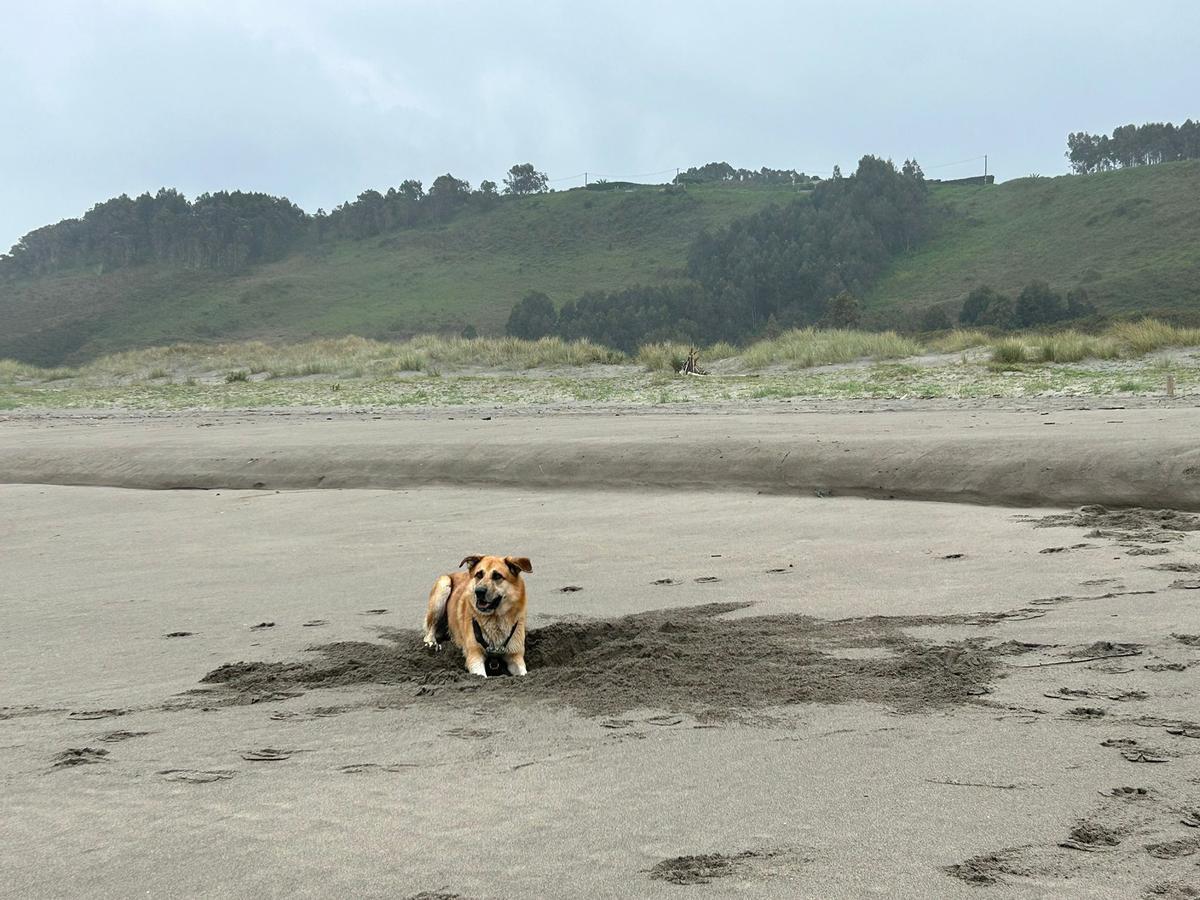 Draco jugando en la arena del playón de Bayas.