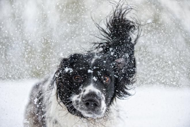 Springer Spaniel Inglés, perros inteligentes