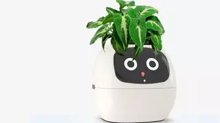Muy viral: una maceta con IA te dice cómo se siente tu planta