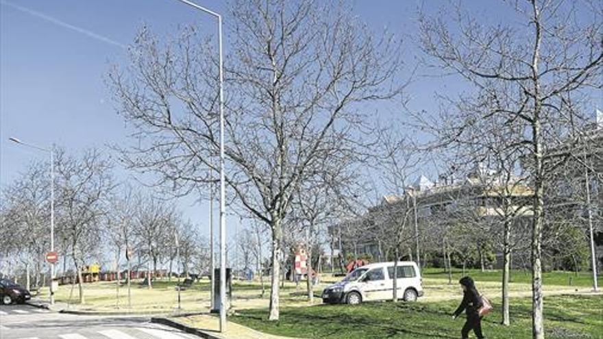 Parques y Jardines propone talar los 473 plátanos de sombra del R-66 en Cáceres