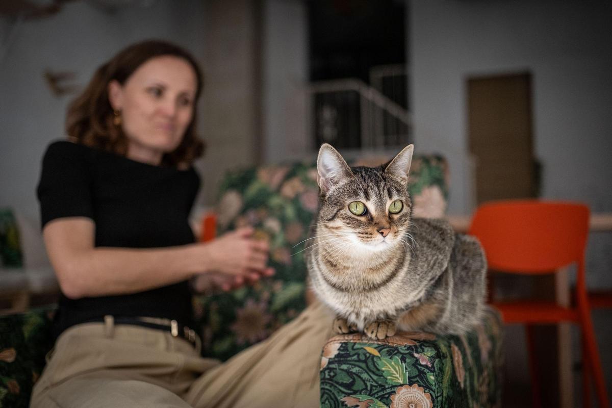 La gatería en Santa Cruz