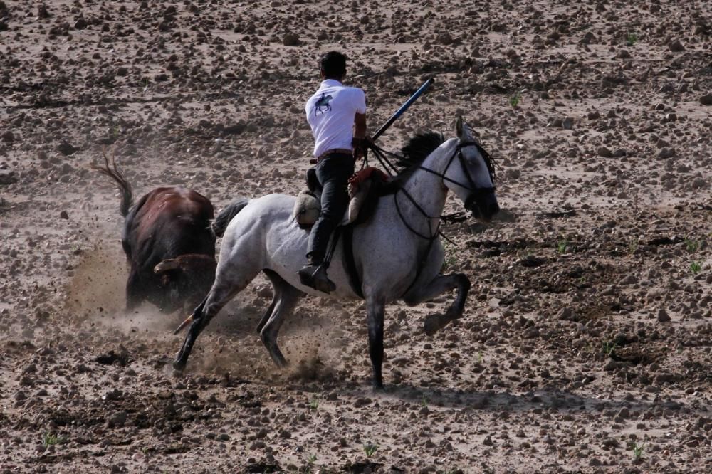 Encierro en Sanzoles (Zamora)