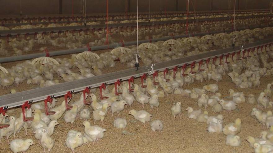 La Unió denuncia a varias cadenas de supermercados por vender pollo “a pérdidas”