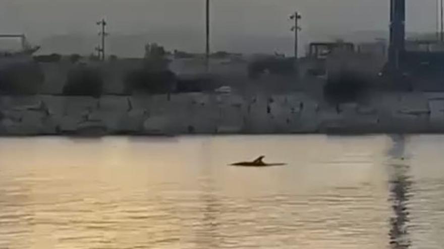 Vídeo: Manadas de delfines despiden el verano en las costas de Castellón